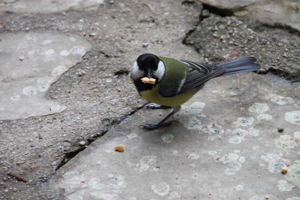 中途休息食 lunch 時遇到的當地朋友