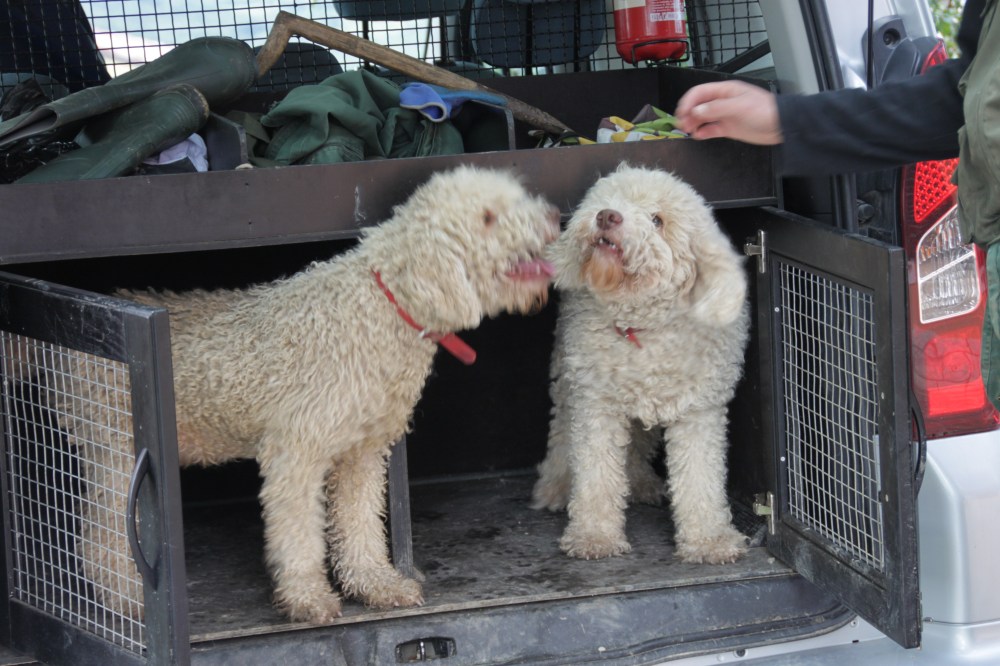 今次幫我們找黑松露的一對狗仔