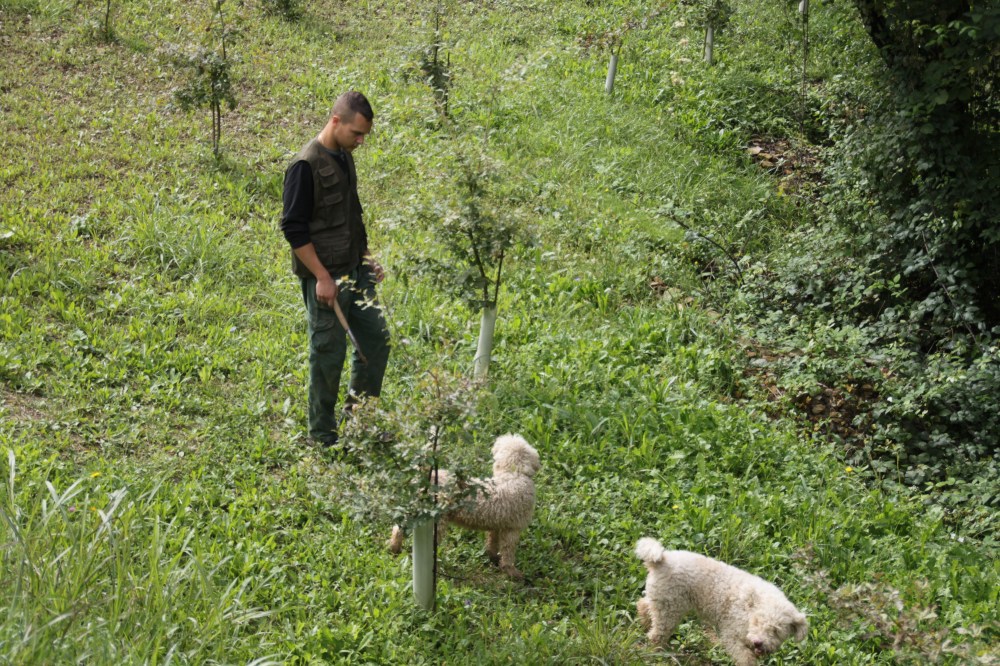 狗仔是揾黑松露的重要角色！