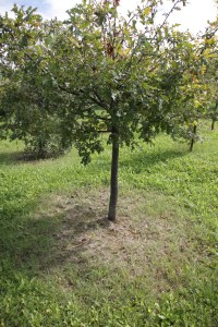 這棵樹四周的土地光脫脫，很可能是黑松露正在地下生長